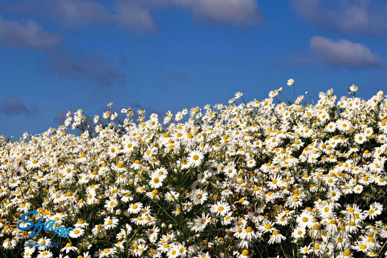 Daisy - Sunny Flowers Apartments Łukęcin Εξωτερικό φωτογραφία